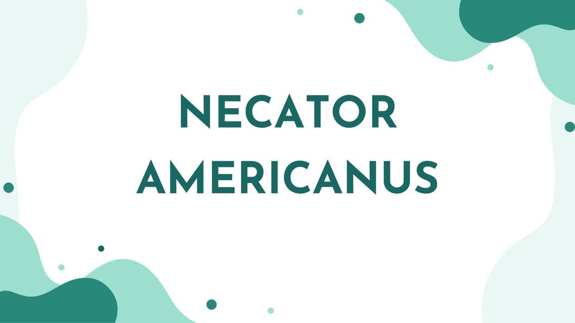 Necator Americanus