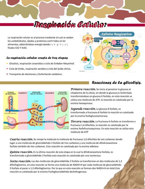 Respiración Celular