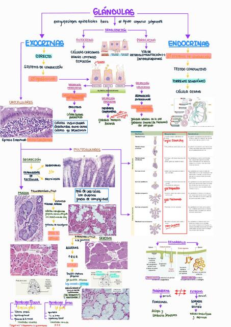 Histología de Glándulas