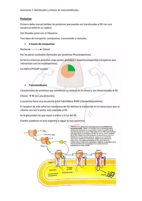 Distribución y Síntesis de Macromoléculas