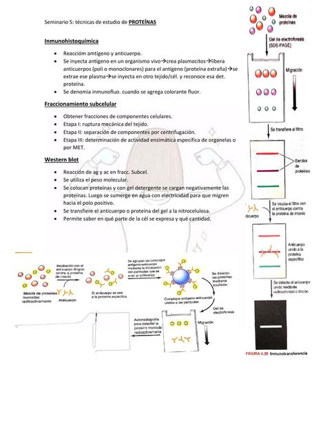 Técnicas de estudio de proteínas