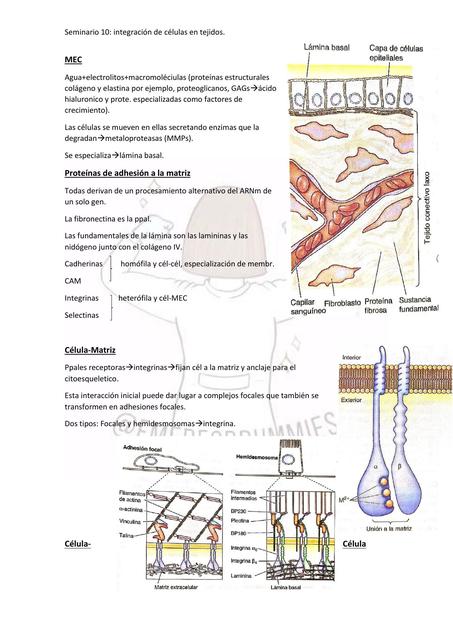 Integración de Células en el Tejido