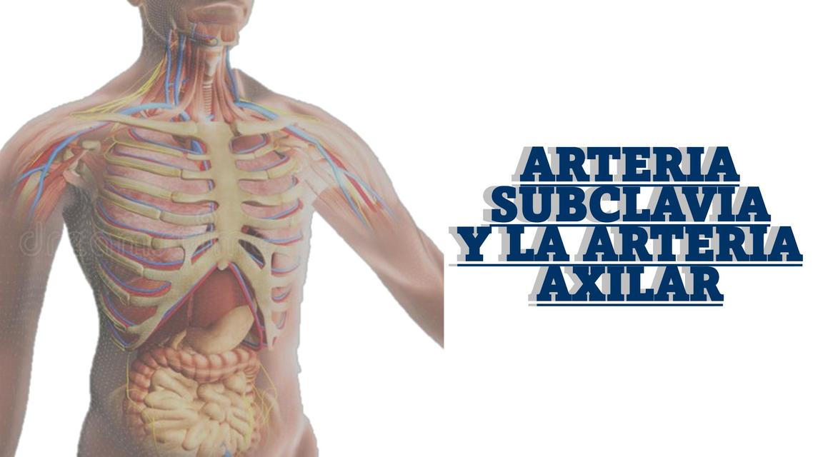 Arteria Subclavia y la Arteria Axilar 