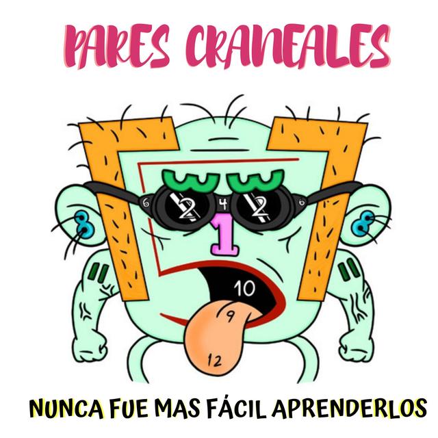 Pares craneales-Neuroanatomía