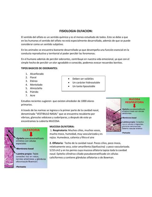 Fisiología Olfacíon