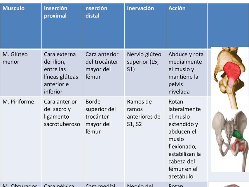 Musculos Plano Profundo