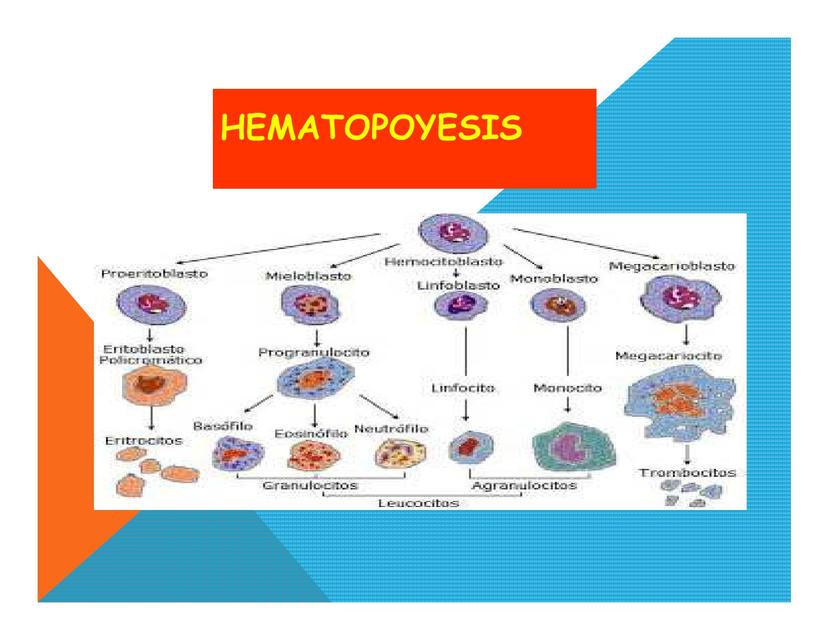 Hematopoyesis Modo de compatibilidad