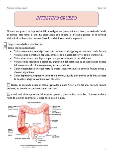 Intestino Grueso