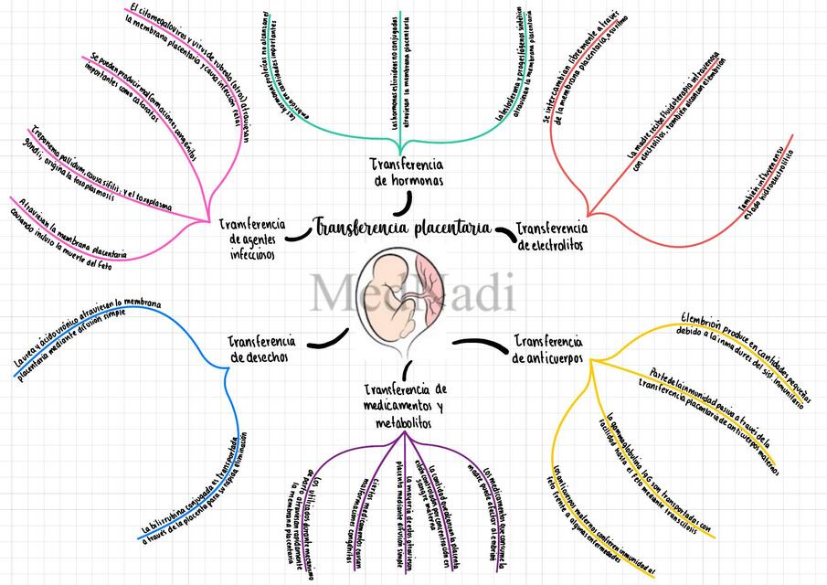 Transferencia Placentaria