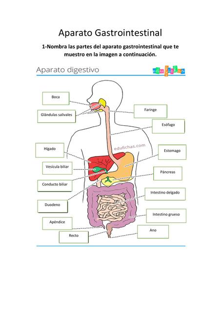 Aparato Gastrointestinal