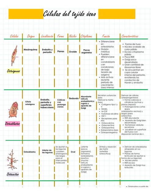 Células del Tejido Óseo