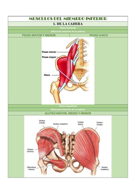 Músculos del Miembro Inferior 