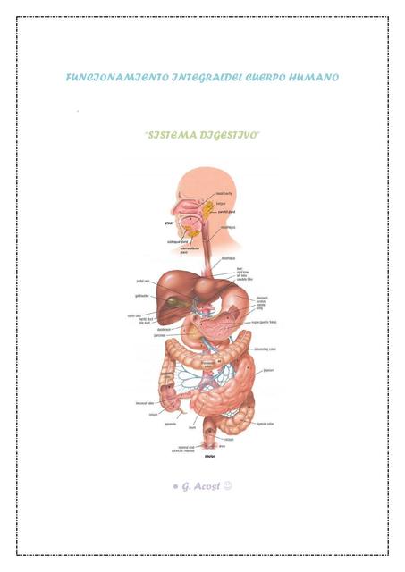 Sistema Digestivo 