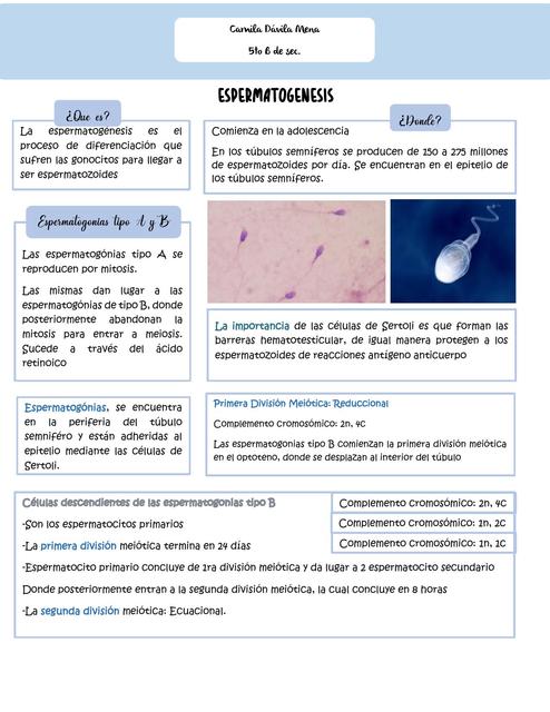 Espermatogénesis 