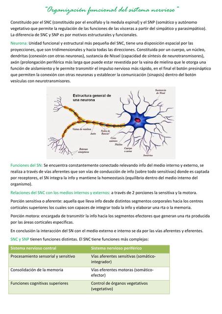 Organización funcional del sistema nervioso