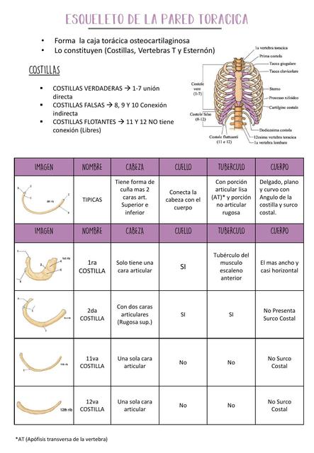 Esqueleto de la Pared Torácica