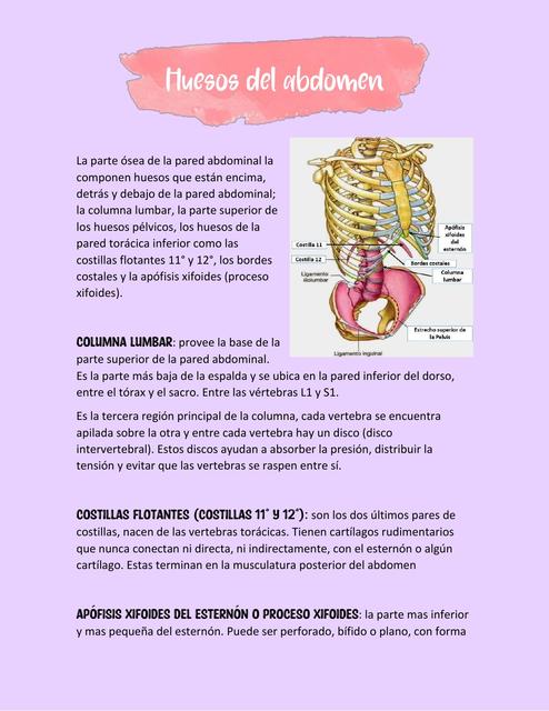 Huesos del Abdomen y Ligamentos