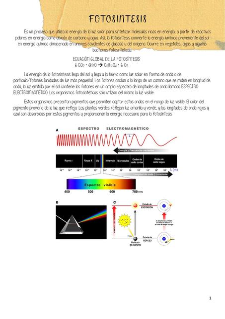FOTOSÍNTESIS final