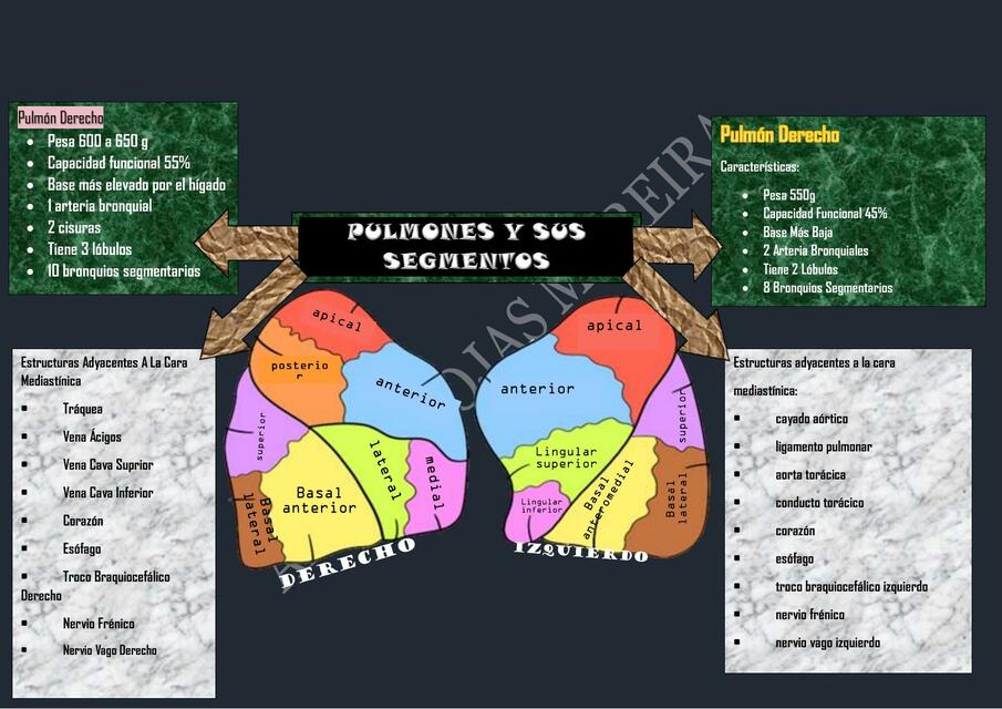 Anatomía del pulmón