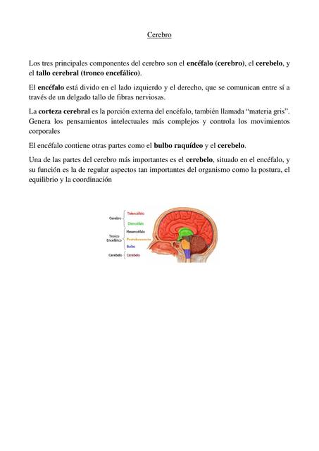 Cerebro