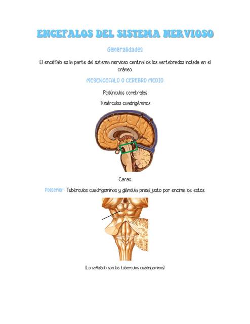 Encéfalos del Sistema Nervioso 