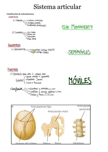 Sistema Articular 