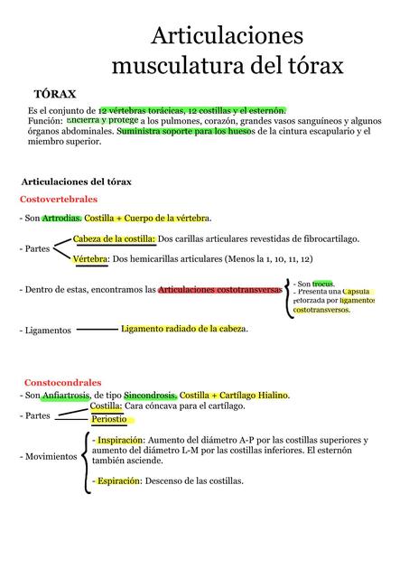 Articulaciones Musculatura del Tórax 