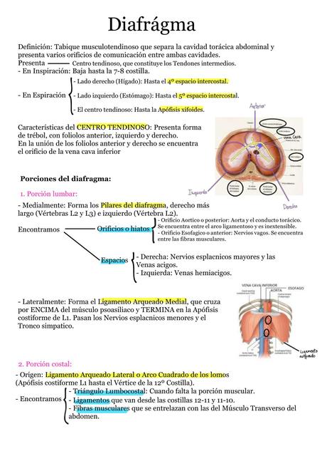 Diafragma 