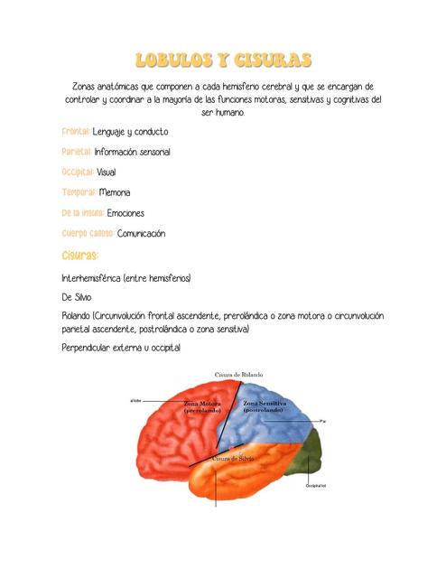 Lóbulos y Cisuras 