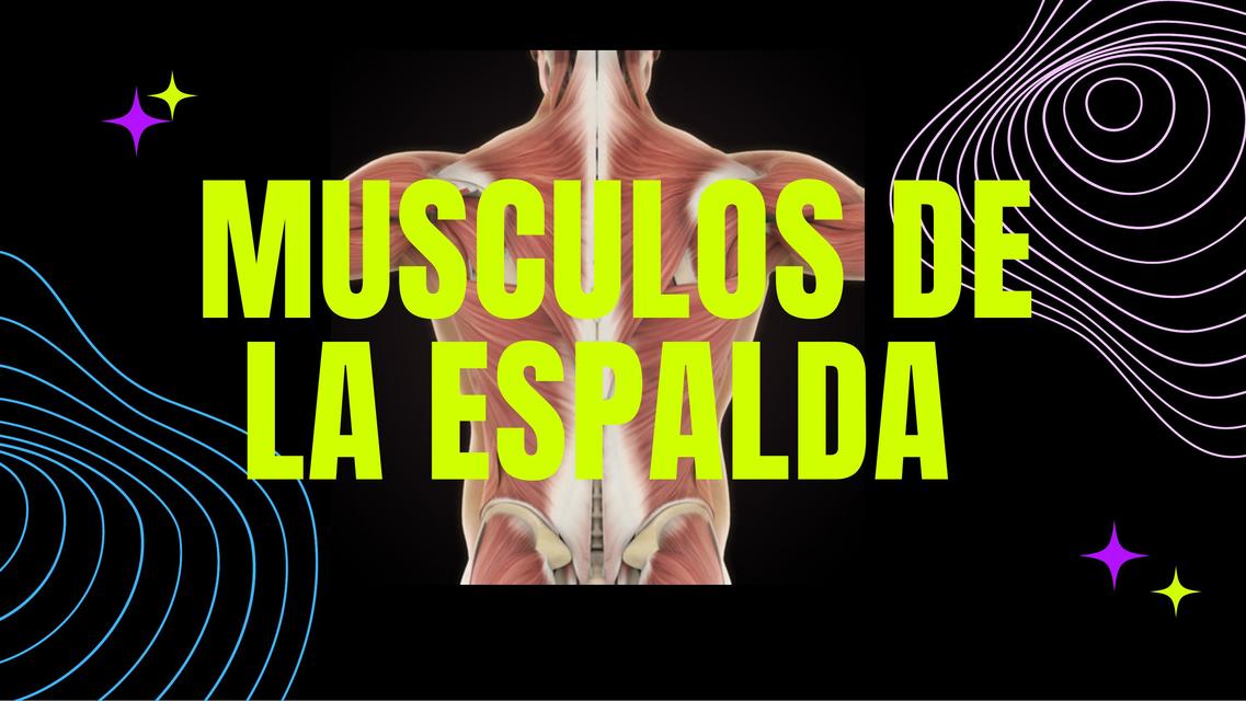 Resúmenes de Músculos de la espalda | Descarga apuntes de Músculos de