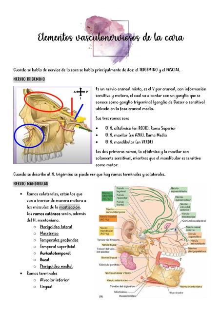 Elementos Vasculonerviosos de la Cara