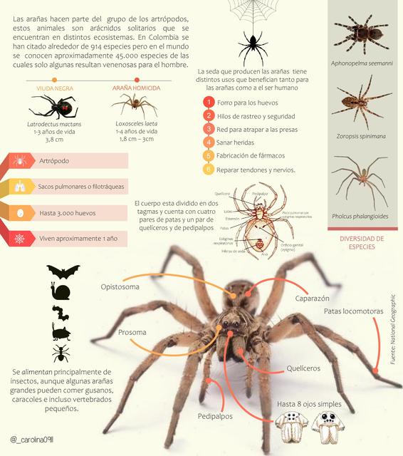 Flashcards de ARAÑAS | Por Carolina C | uDocz