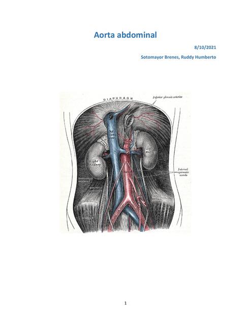 Aorta Abdominal