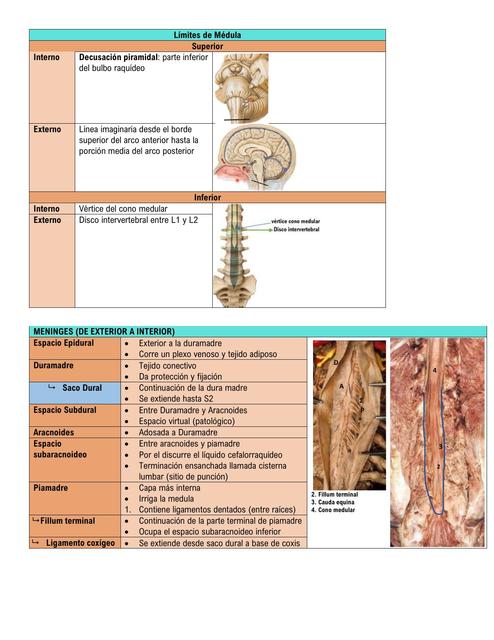 Resumen Médula Espinal