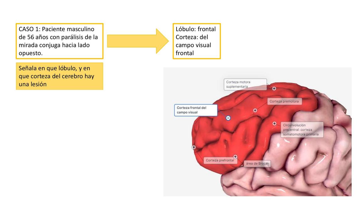 Preguntas Anatomía 