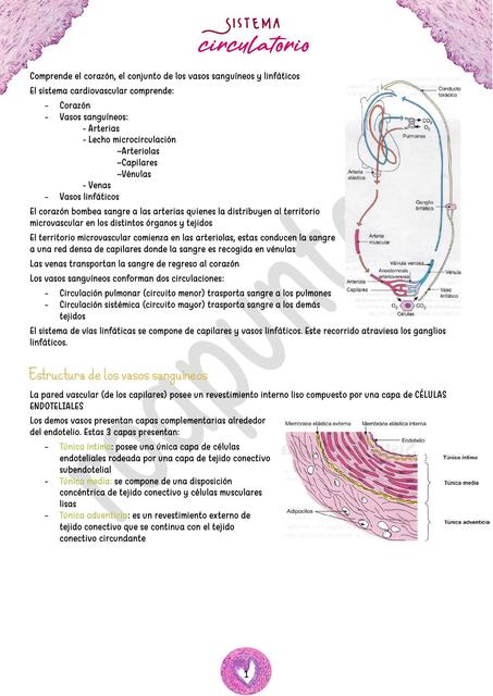 Sistema circulatorio TP4