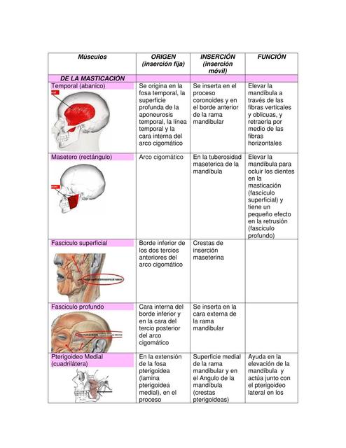 Músculos de la Cara