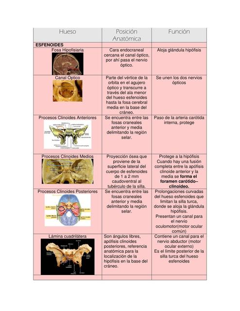 Cuadro Osteología