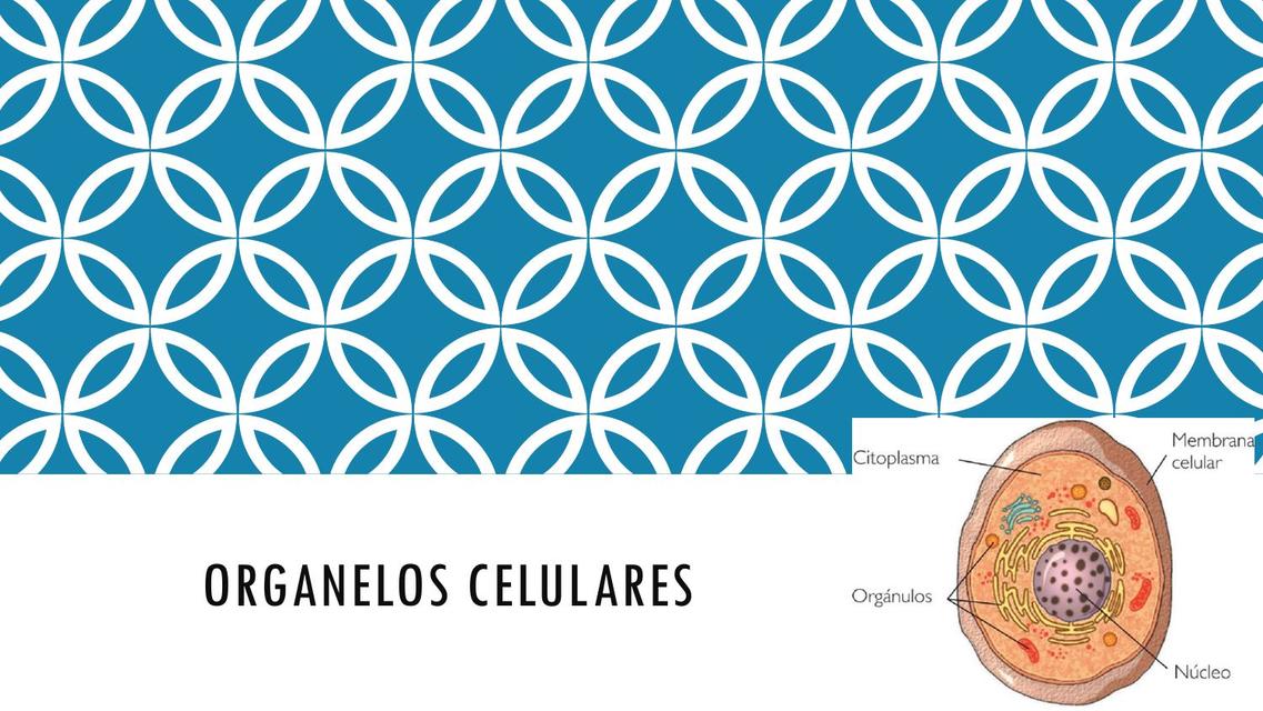 Organelos Celulares 