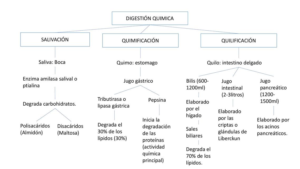 Digestión química