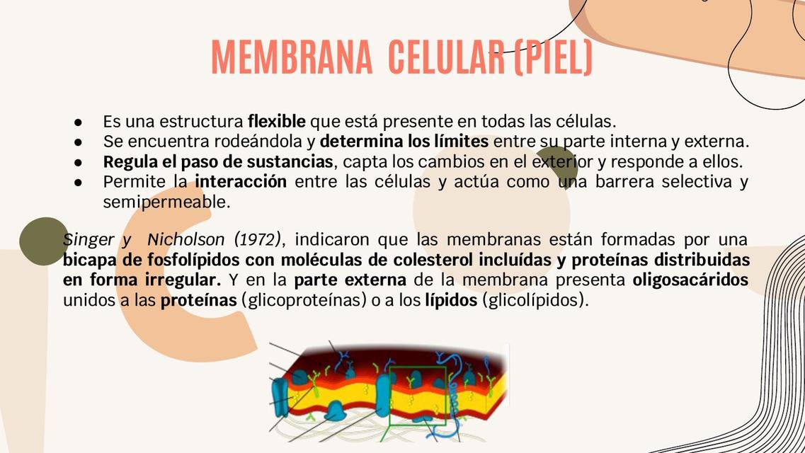 Introducción a la Membrana Celular