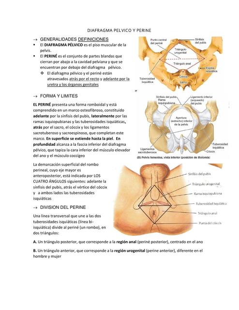 Diafragma Pélvico y Periné 