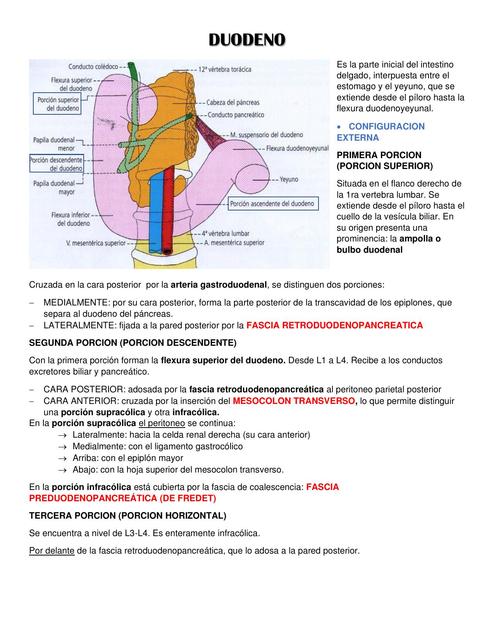 Duodeno 