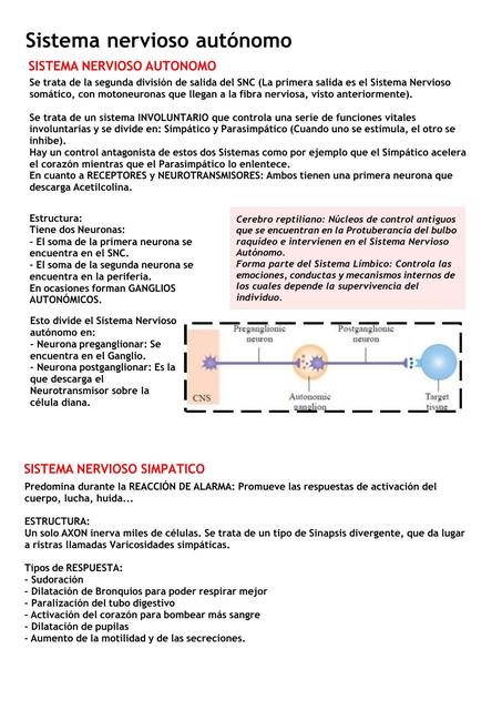 Sistema Nervioso Autónomo