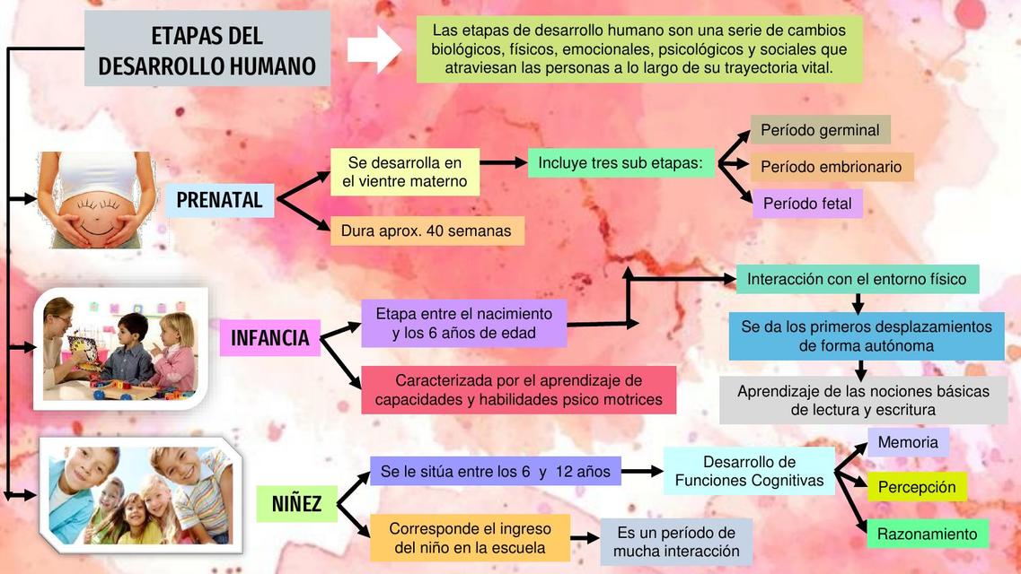 Top 84 Imagen Mapa Mental De Las Etapas Del Desarrollo Humano Viaterramx 2659