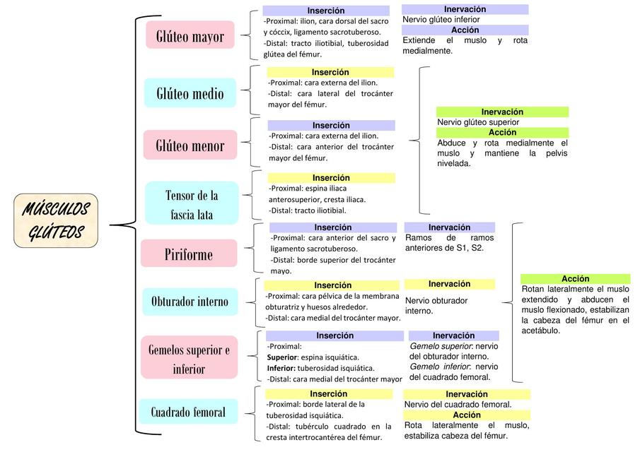 Músculos de la Región Glútea