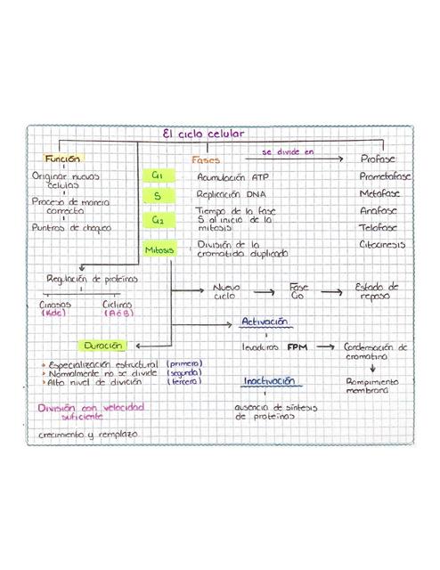 Ciclo Celular