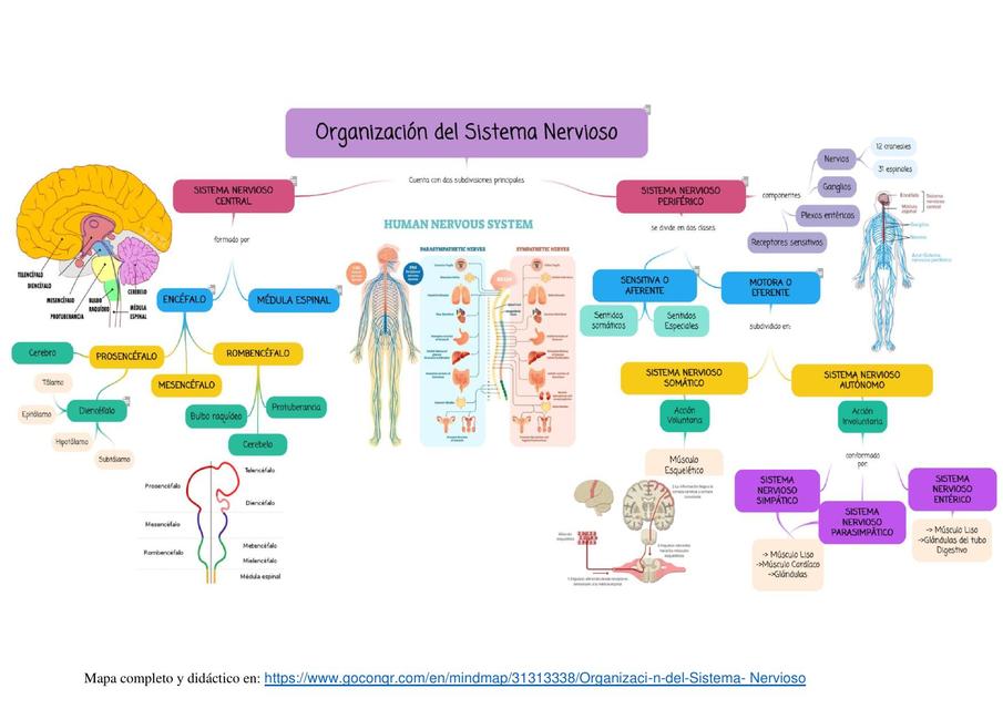 Organización del Sistema Nervioso