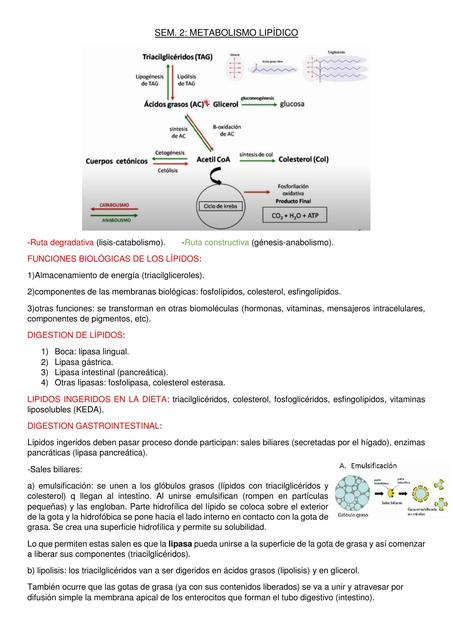 Metabolismo de Lípidos