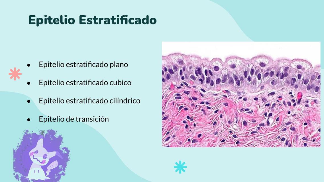 Res Menes De Epitelio Estratificado Descarga Apuntes De Epitelio